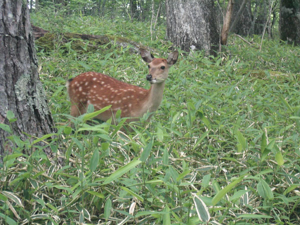 sika.jpg 600×450 115K